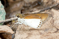 Iton semamora-5622 - Doi Suthep - 27/03/25