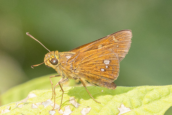 Polytremis eltola-3653- Doi Inthanon - 23/03/25