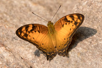 Vagrans sinha sinha-7212 - Doi-Suthep - 10/03/23