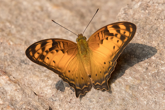 Vagrans sinha sinha-7212 - Doi-Suthep - 10/03/23