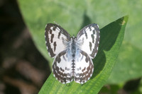 Castalius rosimon rosimon-9470 - Chiang Dao - 14/11/23