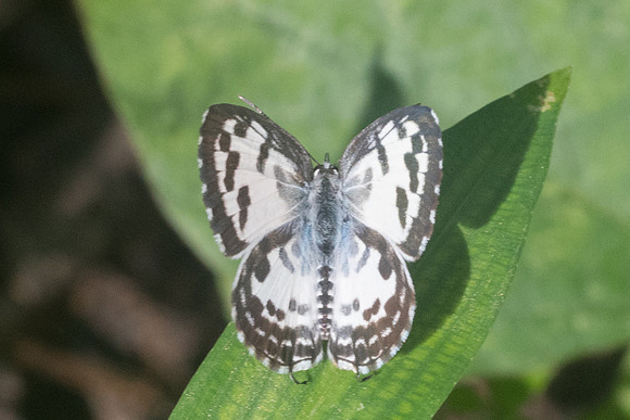 Castalius rosimon rosimon-9470 - Chiang Dao - 14/11/23