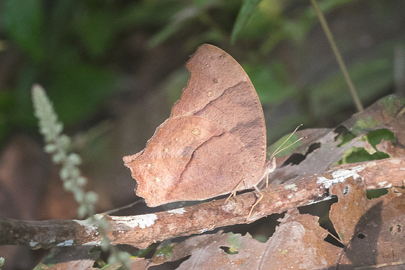 Melanitis zitenius auletes-9864 - Chiang Dao - 16/11/23