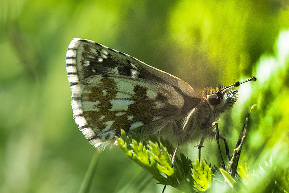 Pyrgus serratulae-8474