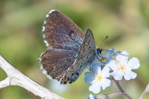 Pseudophilotes vicrama-8449