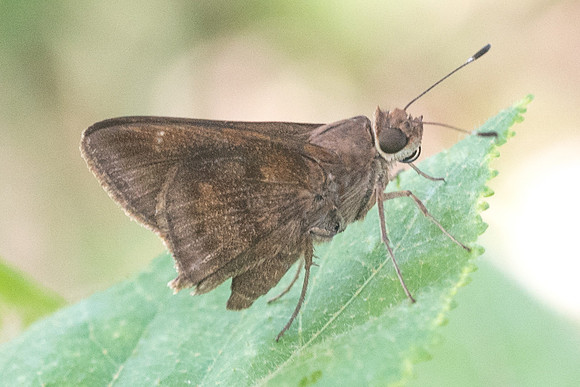 Cymaenes odilla-6017