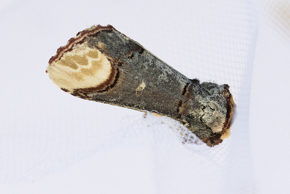 Phalera bucephala-2237 - Briançon