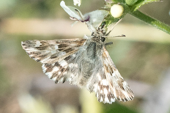Carcharodus lavatherae - Rimplas - 26/06/21