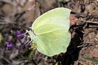 Gonopteryx farinosa-1320