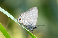 Nacaduba berenice id--5426