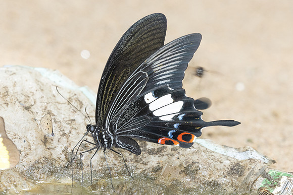 Papilio iswara-0272