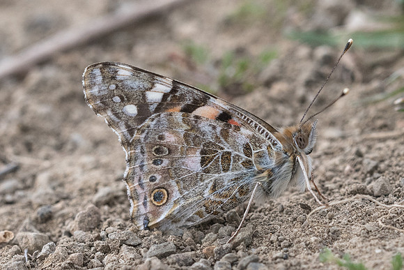 Vanessa cardui-2683