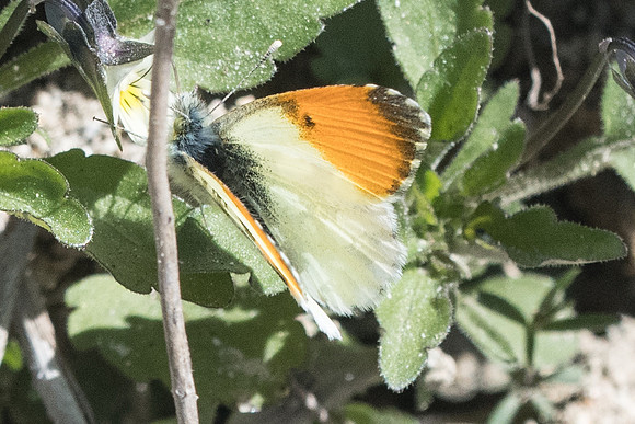 Anthocharis gruneri-7356 - Granitis - 14/04/22