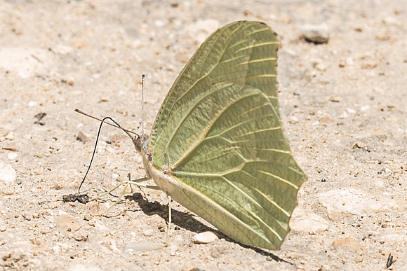 Anteos clorinde-3092 -  Tulum - 27/05/18