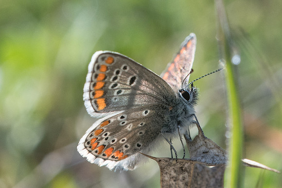Aricia cramera-8490 - Ronda - 10/03/22