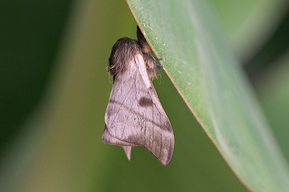 Moth-4497