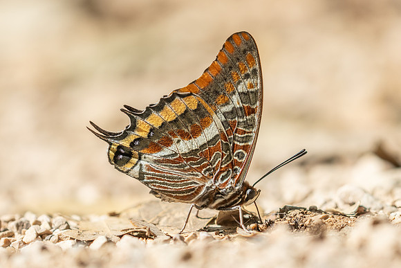 Charaxes jasius-9330 - Gorges de Caramy - 7/06/25