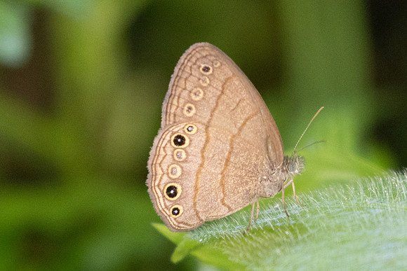 Hermeuptychia sosybius-5041
