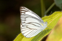 Appias libythea-6634 - Doi Suthep - 29/03/25