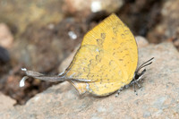 Yasoda tripunctata tripunctata