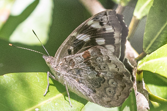 Eunica tatila tatila-3074 - Tulum - 27/05/18