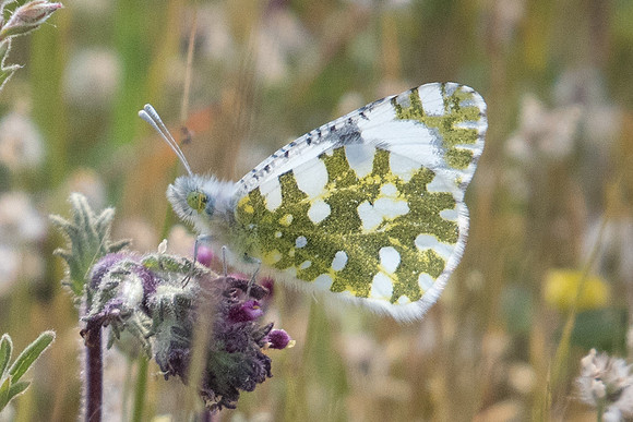 Euchloe ausonia-9062 Route Amfipoli - Serres - Drama 16/04/22