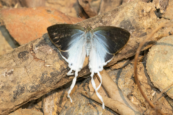 Zeltus amasa-1004 Chiang Dao - 17/03/25