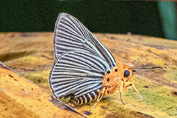 Burara amara-2001 - Chiang Dao - 18/03/24
