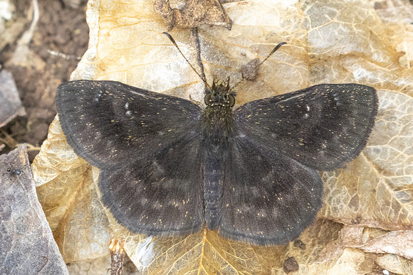 Staphylus sp id--0639