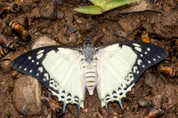 polyura nepenthes-1976 - Chiang Dao - 19/03/25