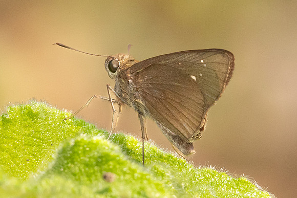 Baoris oceia-1756 - Chiang Dao - 17/03/24