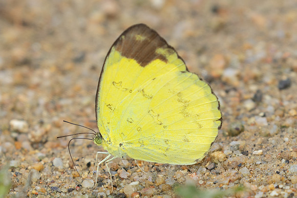 Eurema simulatrix-0194