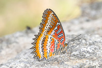 Cethosia biblis-3960- Doi Inthanon - 23/03/25