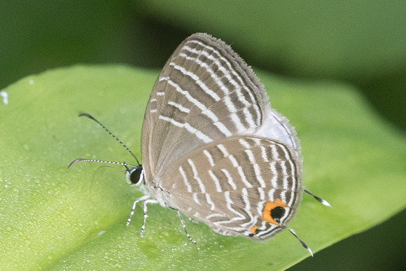 Jamides celeno id--7475 - Koh Samui - 16/03/23