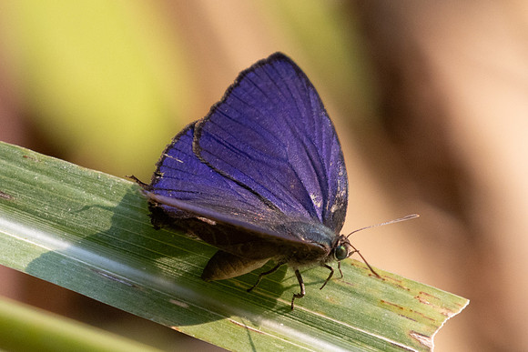 Arhopala agaba-6740