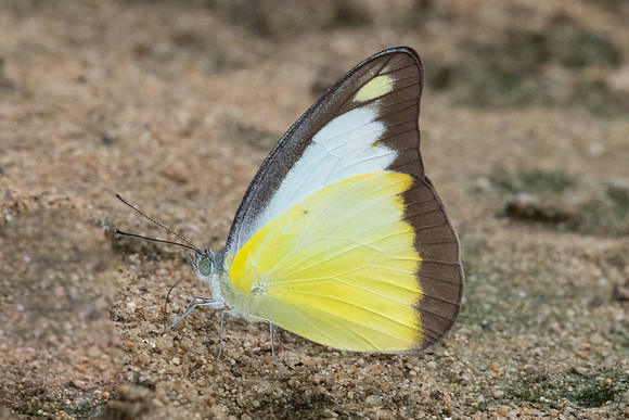 Appias lyncida-3890