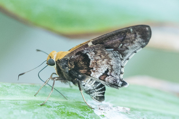 Proteides mercurius-5824