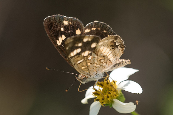 Phyciodes tulcis-3586