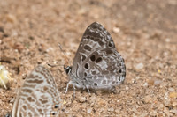 Niphanda asialis