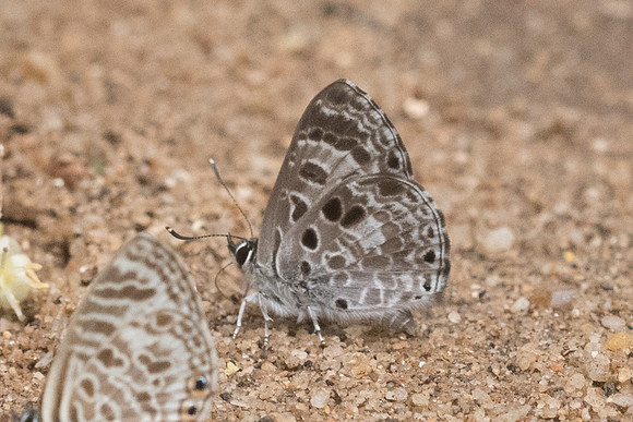 Niphanda asialis-4358 - Chiang Dao - 12/03/23