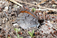 Erebia pandrose-9743 - Col d'Agnel - 22/06/25