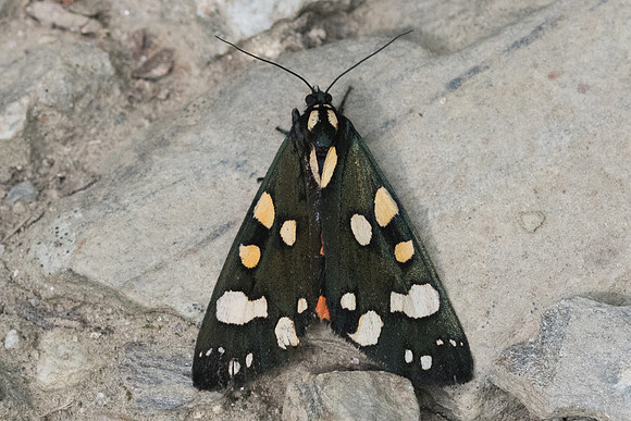 Callimorpha dominula-2057 - Nohedes - 16/07/23