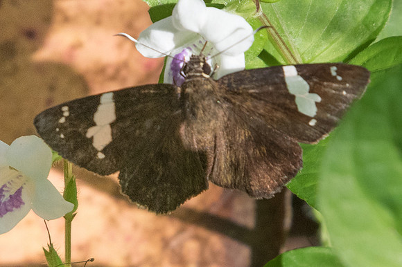 Celaenorrhinus nigricans-1691  - Chiang Dao - 15/11/23