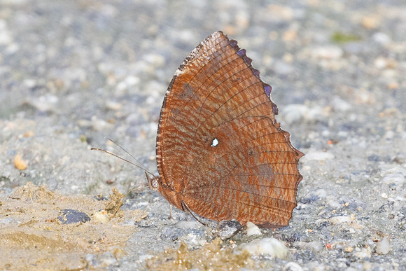 Elymnias hypermnestra-9687 - Gopeng - 13/03/25