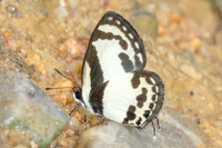 Caleta roxus-9831