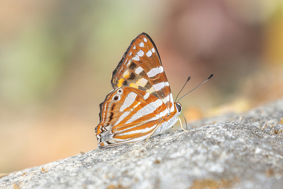 Dodona egeon-4417 - Doi Inthanon - 24/03/25