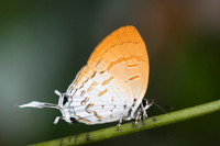 Drupadia ravindra boisduvalii ♀-6954 Doi-Suthep - 14/03/23