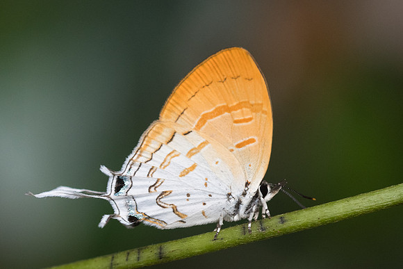 Drupadia ravindra boisduvalii ♀-6954 Doi-Suthep - 14/03/23