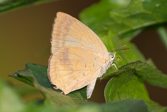 Arhopala fulla-5334 - Doi Suthep - 27/03/25