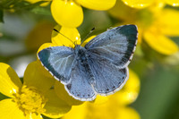 Celastrina argiolus ♀-2182